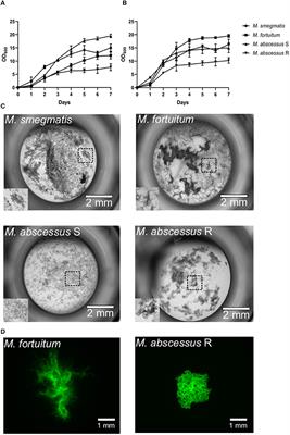 CFTR Depletion Confers Hypersusceptibility to Mycobacterium fortuitum in a Zebrafish Model